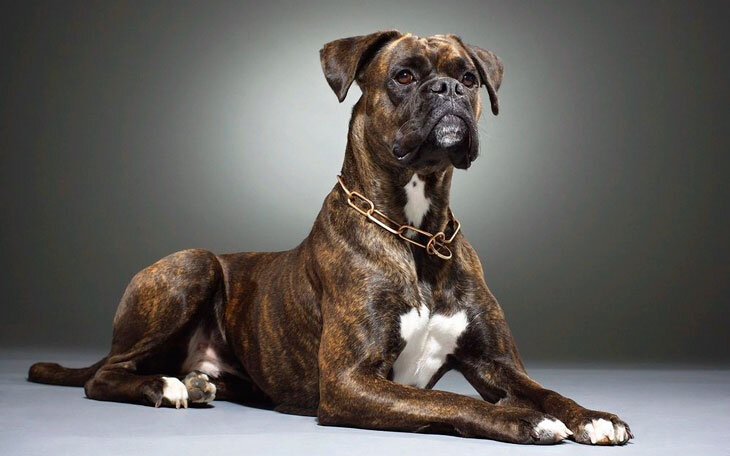 Храбрые и надежные: 14 лучших пород собак для охраны частного дома. |  ПОЗНАВАЙКА | Дзен