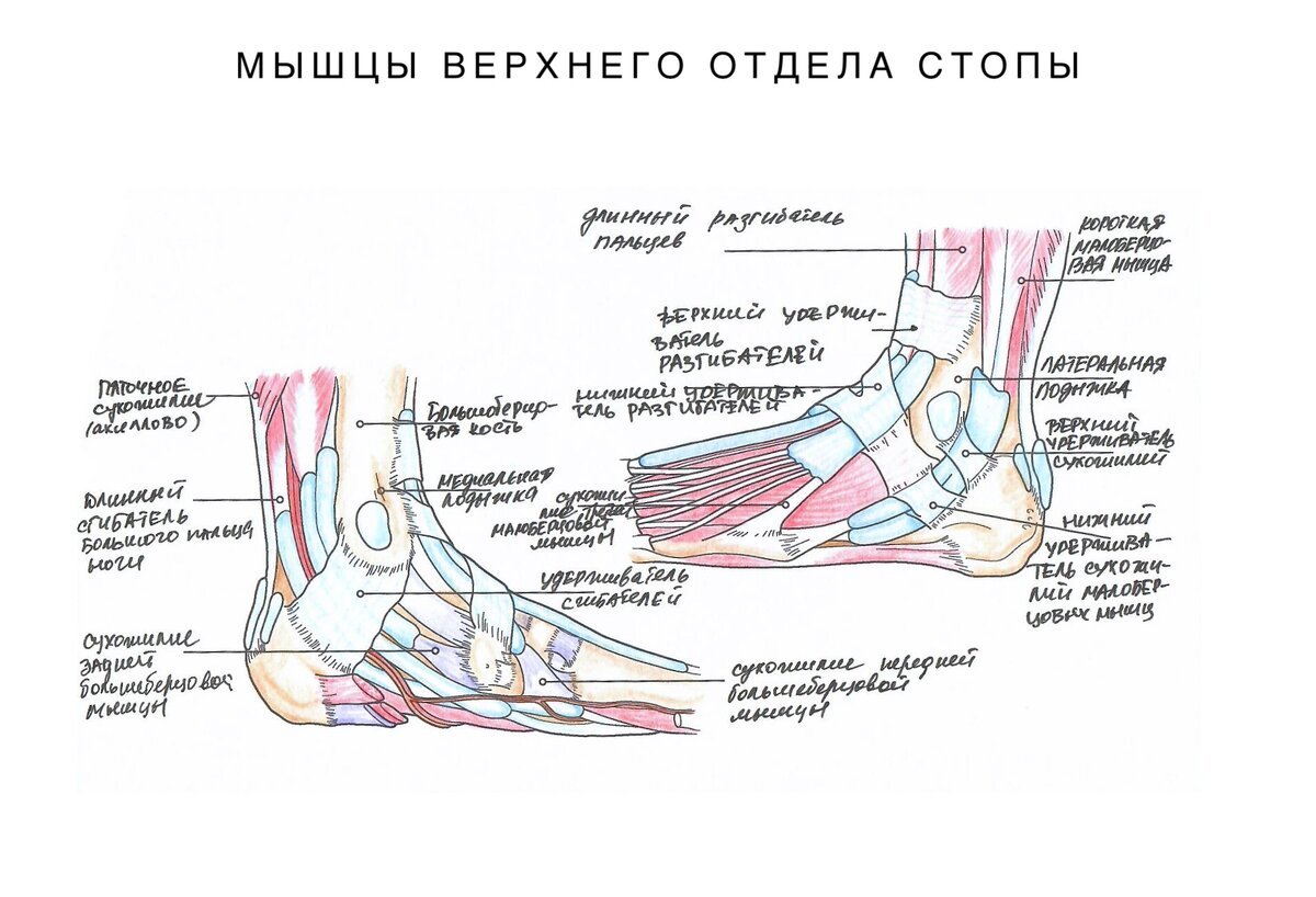 Мышцы и связки голеностопа