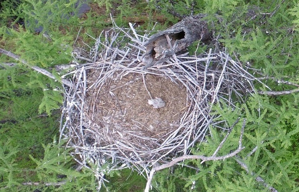     Птенец в гнезде. Фото: заповедник Магаданский