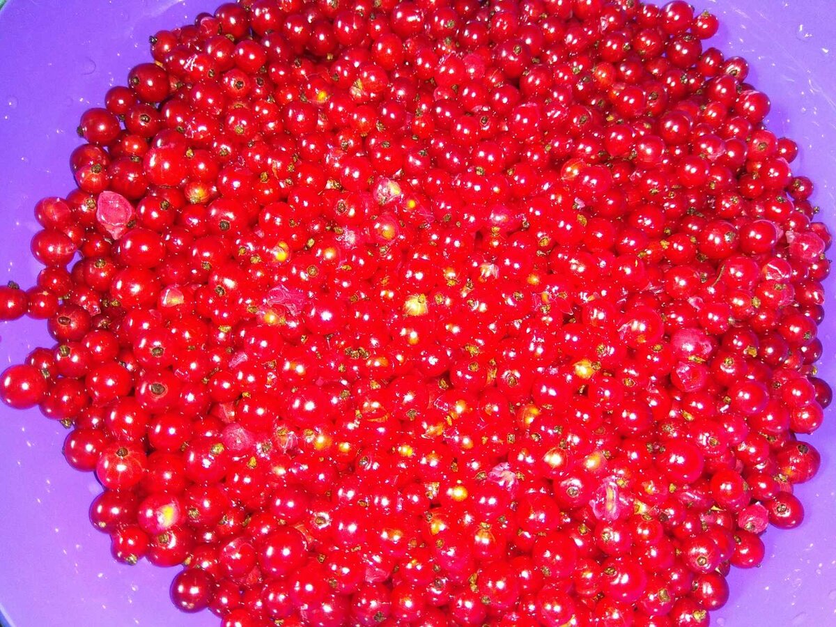 промытая, чистейшая смородина