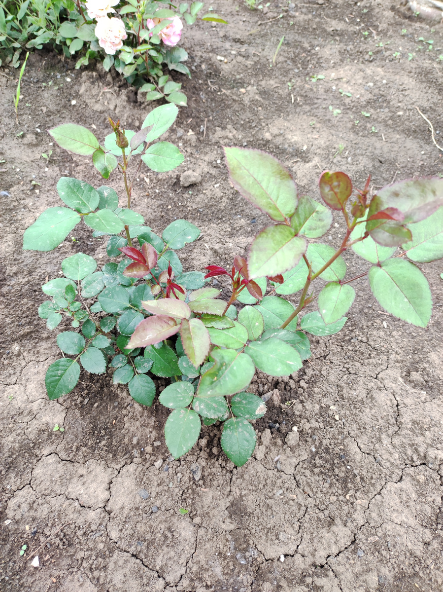 Роза Red Intuition 01.07.2022