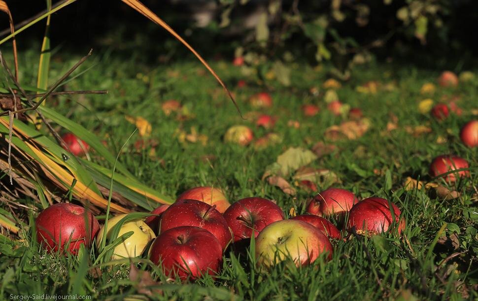 фото из интернета. Яблоки в саду у Нины Ивановны.