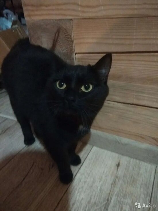     Фото: Авито