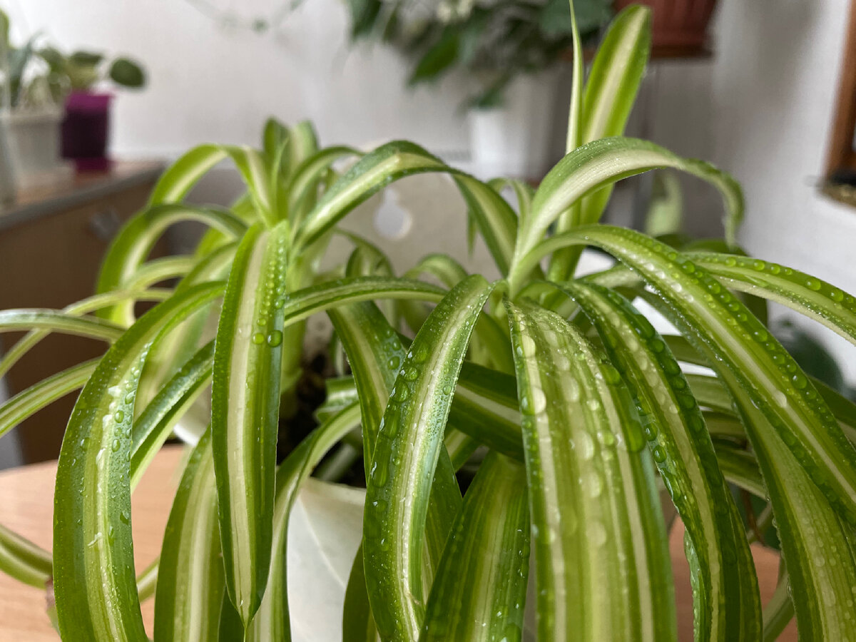 Хлорофитум