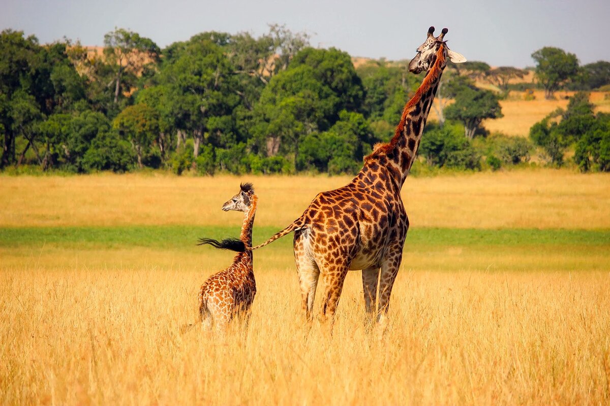 Жираф среда обитания. Жираф саванны Африки. Африканская Саванна Жирафы. Масайский Жираф. Южноафриканский Жираф.