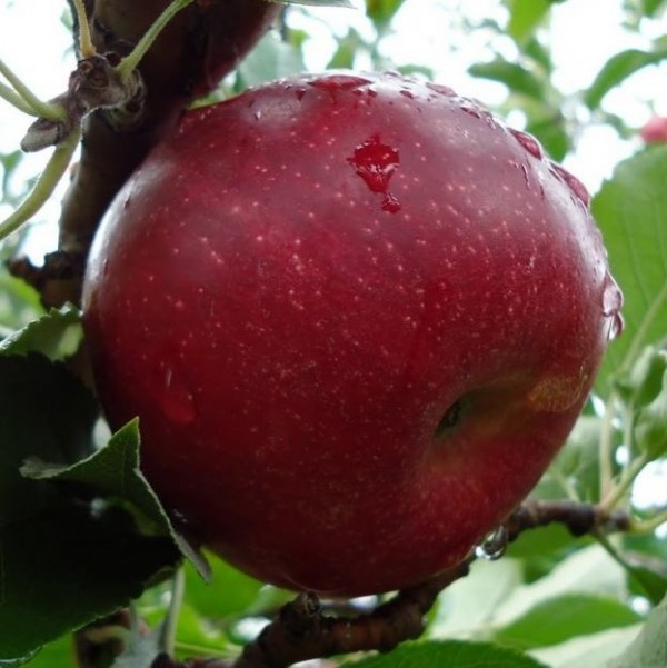 сорт "Джонатан"