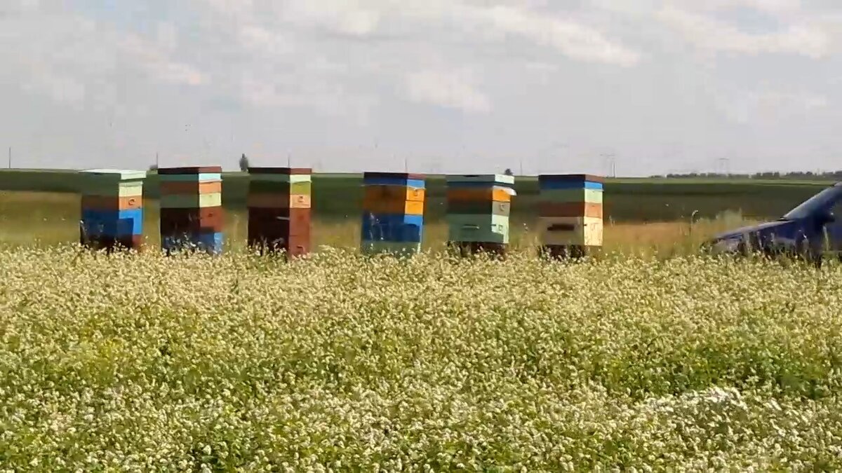  Первый день на гречихе.