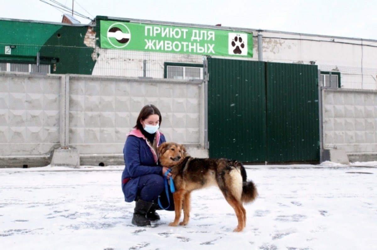    Более 120 собак из приюта «Спецавтобазы» нашли новый дом в 2022 году