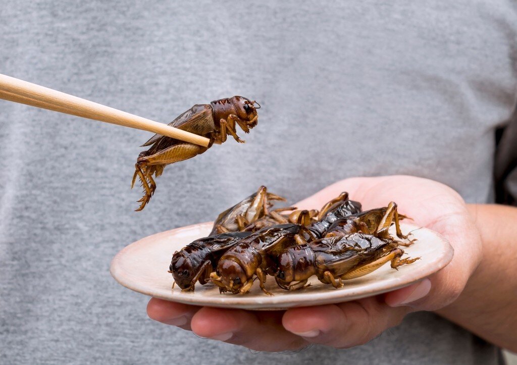 Общий вес наземных членистоногих составляет около 1 миллиарда тонн, что примерно равно весу всех людей и сельскохозяйственных животных на Земле вместе взятых.