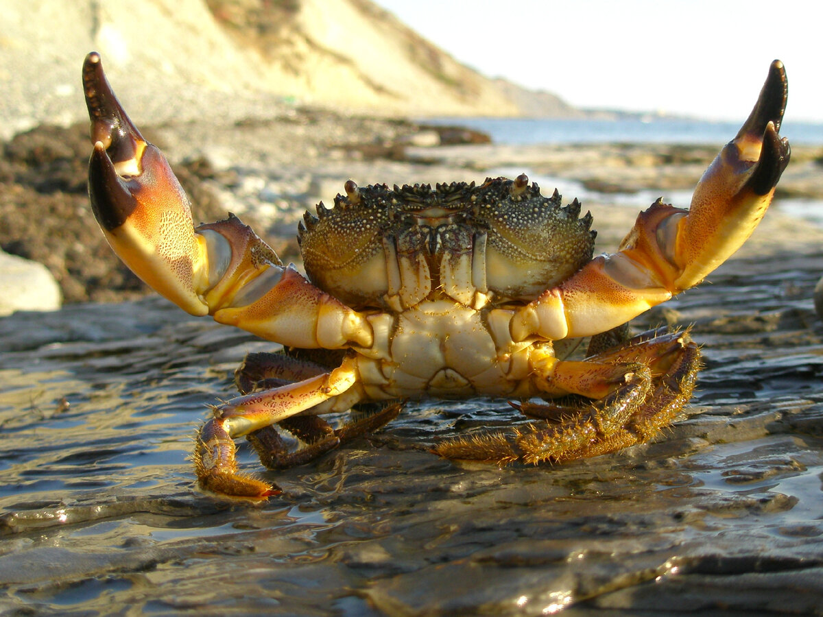 Каменный краб черного моря