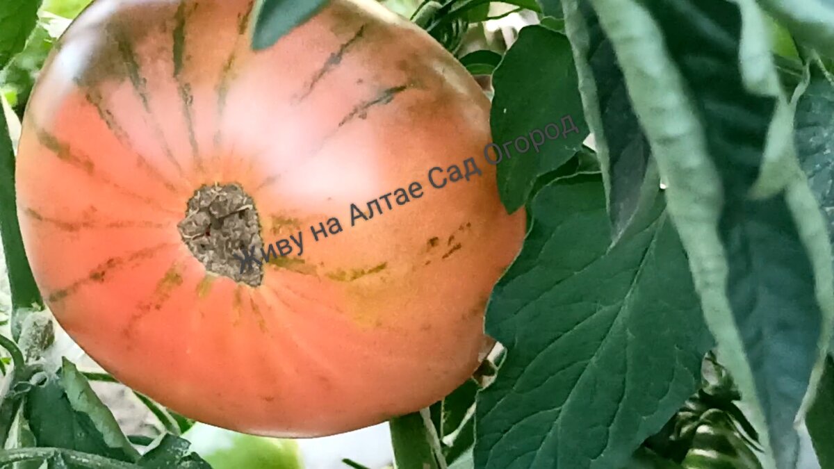 Малиновка яблочная (Казахстан)