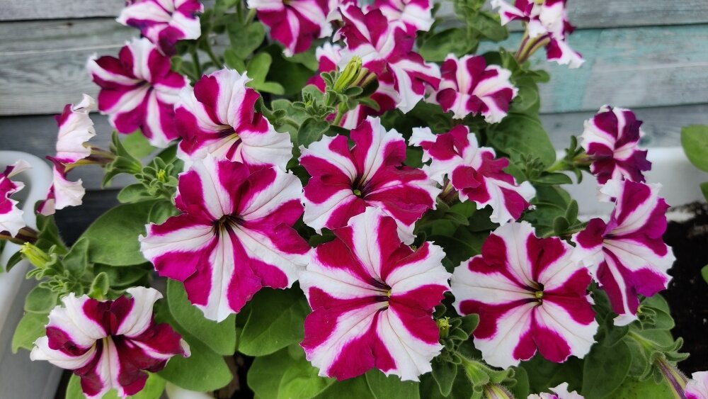 Петунию сохранить до следующего сезона можно. Особенно, если черенковать