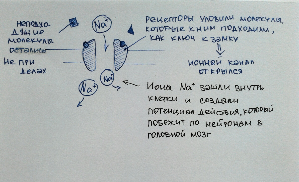 По утрам легкий холодок держится в низинах. По утрам легкий холодок. По утрам легкий холодок держится в низинах схема.