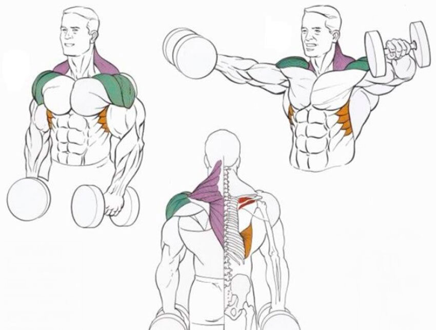 Топ-8 упражнений с гантелями на плечи (дельты) для дома и зала