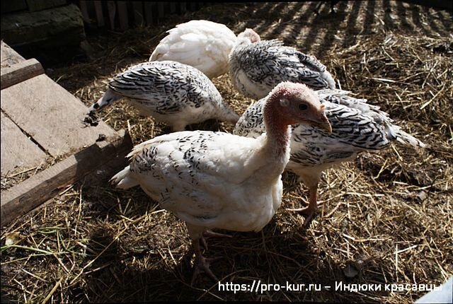 Советы для определения пола