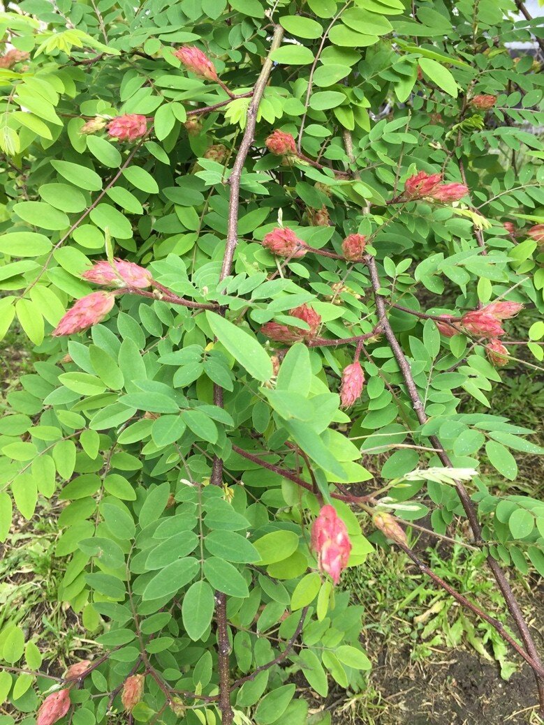 Полив и влажность почвы