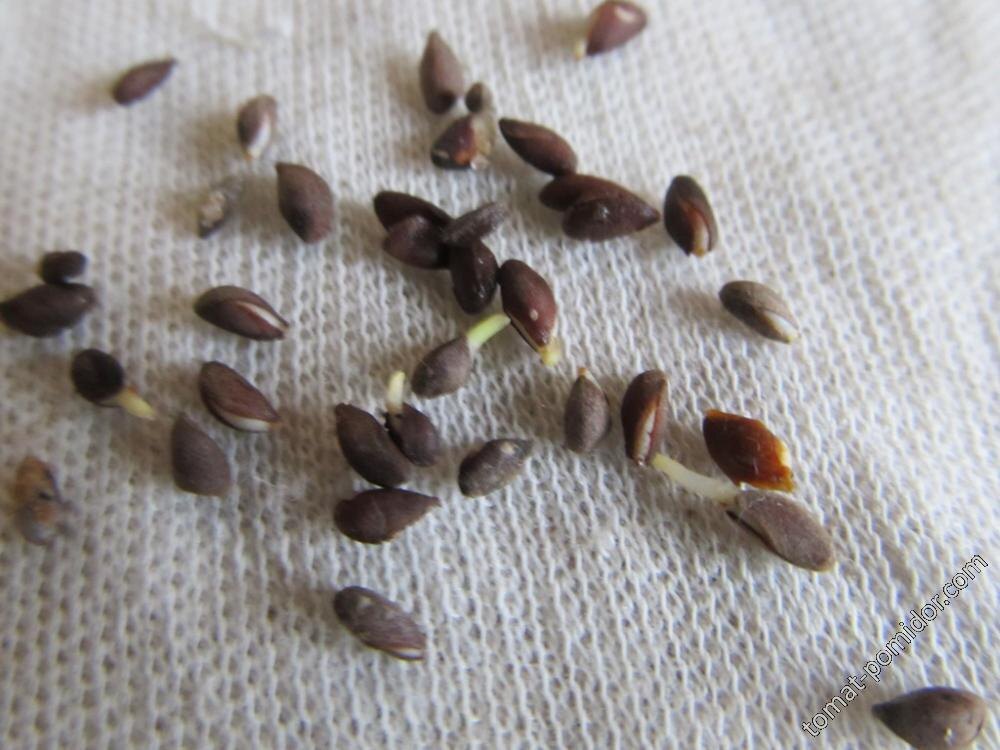 Семена голубой ели