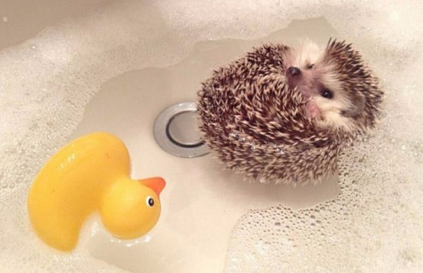 Маленький мокрый ежик. Ежик моется. Маленький мокрый ежик. Ежик моется. Ежик в ванне.