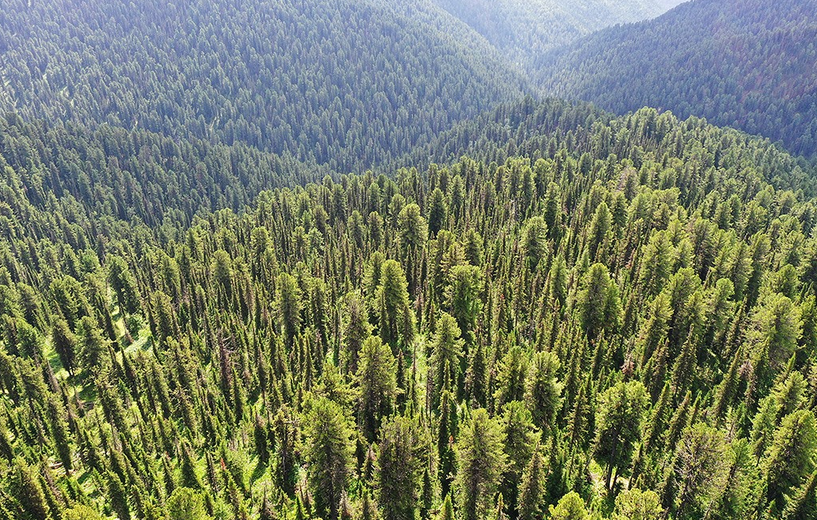 Зеленое море тайги