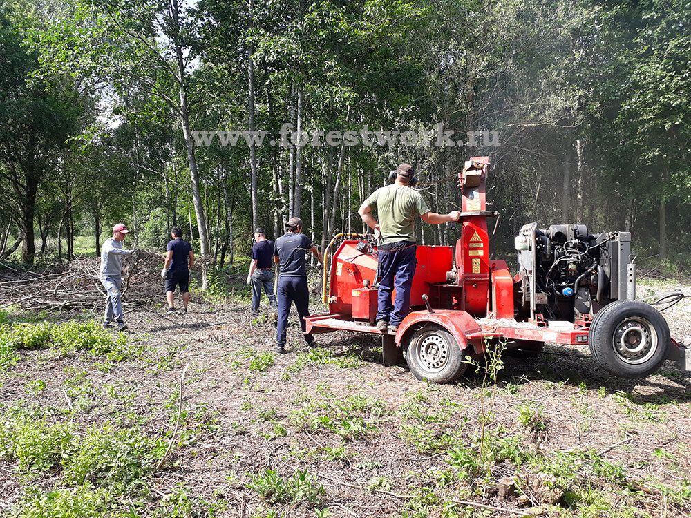 Срубленные ветки перерабатываются  в щепу.