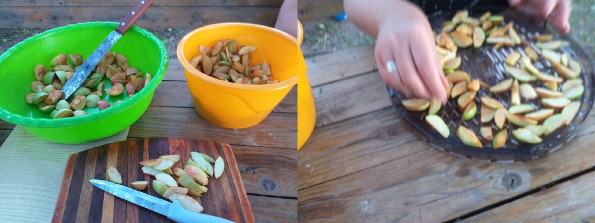 Наши с Дашей  нарезанные яблоки для элетросушилки