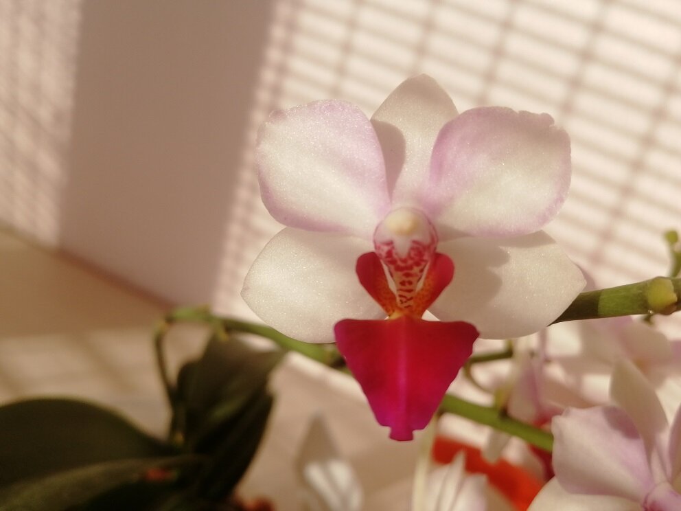 Цветы Льюис