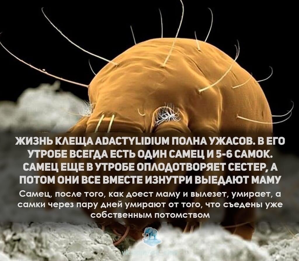 Эволюция неумолима. 