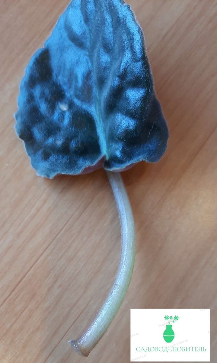 Отрезанный листочек,укорененный в воде.