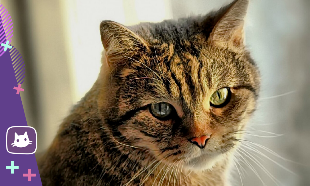 15 причин рвоты у кошки