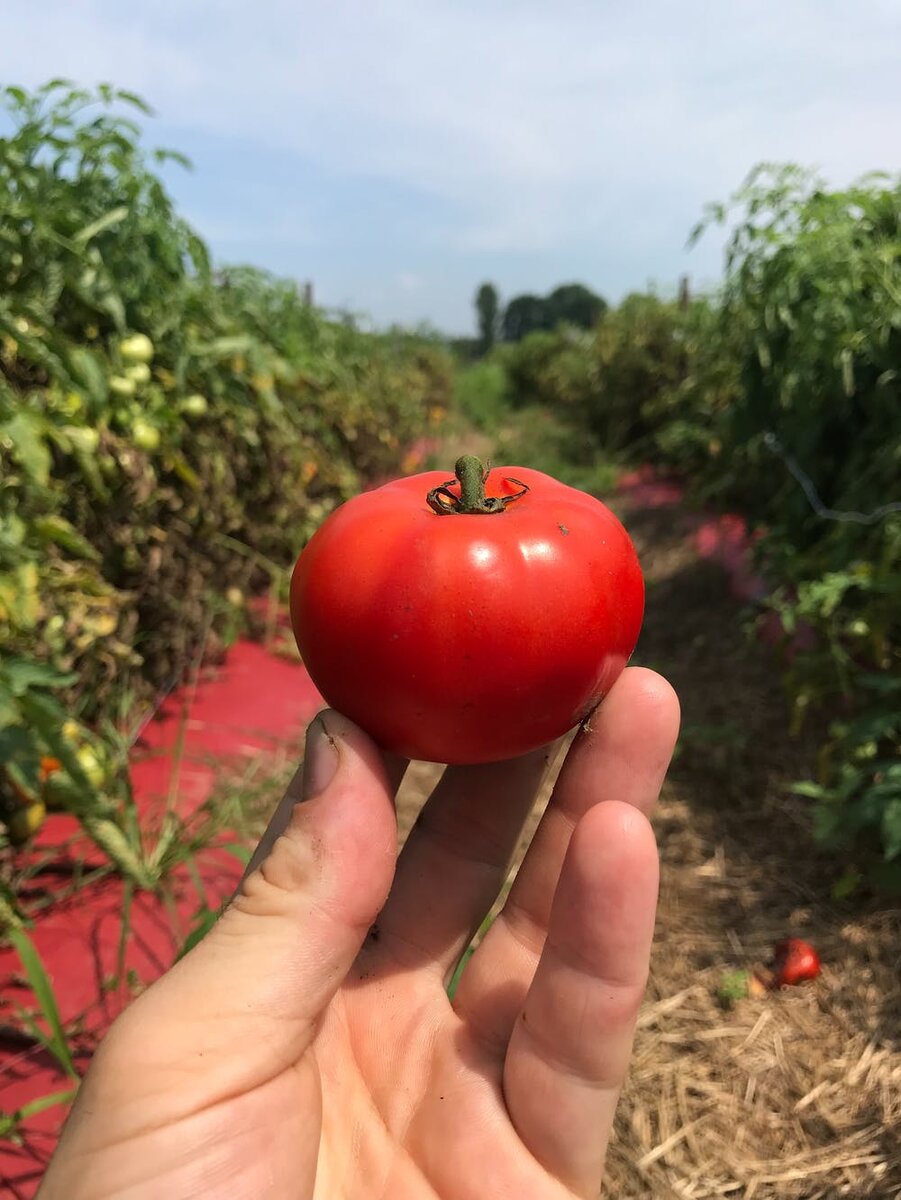 Состав томатов и полезные свойстваБолее 90% состава помидора – вода. Благодаря этому плоды томатов являются сырьем для производства известного и любимого многими напитка – томатного сока. Также, из-за этих свойств, медики рассматривают томаты, как весьма хороший диуретик и советуют их во время лечения болезней почек и мочевого пузыря.А еще, помидоры содержат растительные белки, углеводы и пищевые волокна. В составе этих овощей богатейший набор витаминов и минеральных веществ. Известно, что они содержат витамины группы В, способствующие омоложению кожи и улучшению цвета лица. Из-за этого помидоры ценятся не только врачами, но и косметологами тоже.Помидоры относятся к красным овощам, которые оказывают хорошее влияние на состав крови. Кроме этого они обогащают кровь многими полезными веществами, предотвращая образование тромбов. Также томат улучшает состав крови за счёт усиления выработки эритроцитов.Томатный сок или свежие помидоры полезны при гастритах с пониженной кислотностью. Помогают при депрессии, слабости, малокровии, ухудшении памяти, запорах, повышенном холестерине. Также они способны снизить давление. Снимают дискомфорт в желудке, предотвращая брожение тяжёлых продуктов в пищеводе.Овощ повышает почти все метаболические процессы в организме, в том числе и процесс расщепления жировой ткани. Именно благодаря данному свойству помидоры нередко встречаются в рационе людей, которые страдают ожирением.Железо в томатах находится в легко усвояемой форме. Этот микроэлемент нужен всем без исключения особенно для лечения и профилактики малокровии (анемии). Овощ следует употреблять женскому полу во время месячных и менопаузы.Томаты весьма полезны для курильщиков и людям, работающим в производстве с загрязненным воздухом. Вещества, входящие в состав помидоров способны расщеплять никотиновые токсины, смолы, ядовитые вещества и помогают выводить их из легких.Польза томатов для мужчин огромна. Благодаря тому, что в их состав входит большое количество антиоксиданта ликопина, при регулярном употреблении данного овоща вероятность возникновения рака простаты у мужчин намного уменьшается.