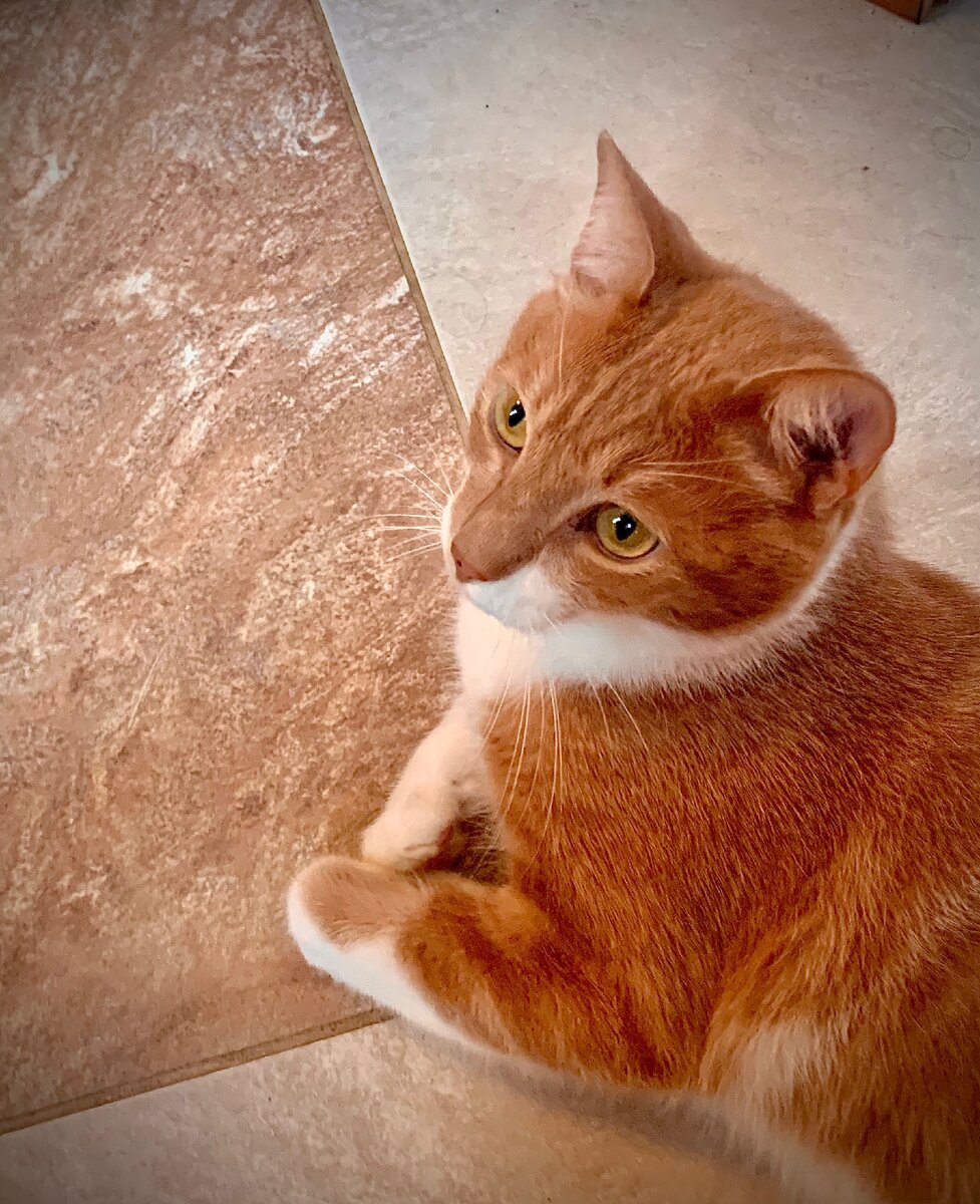 Кот лежит