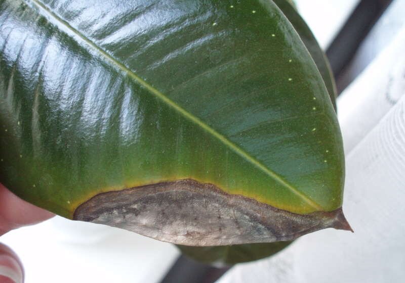 Фикус каучуконосный: почему сохнут кончики листьев у фикуса | Записки  цветовода | Дзен