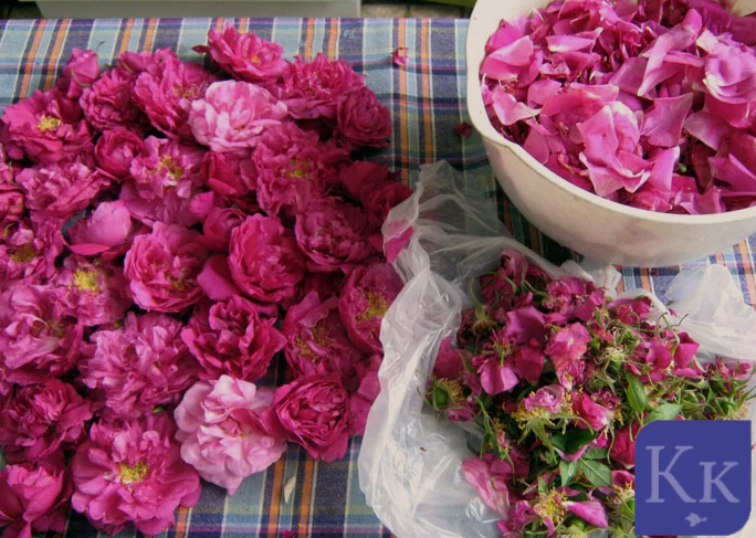 Крымская роза-красота и здоровье в одном цветке