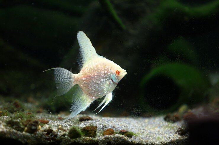 Красная радужка глаз указывает, что перед нами скалярия альбинос