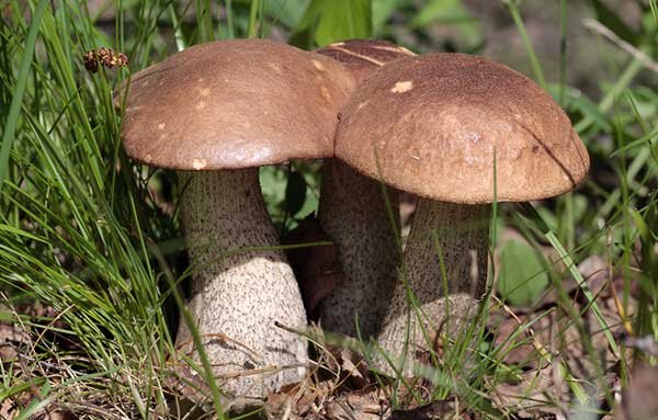 Подберезовик (лат. Leccinum)