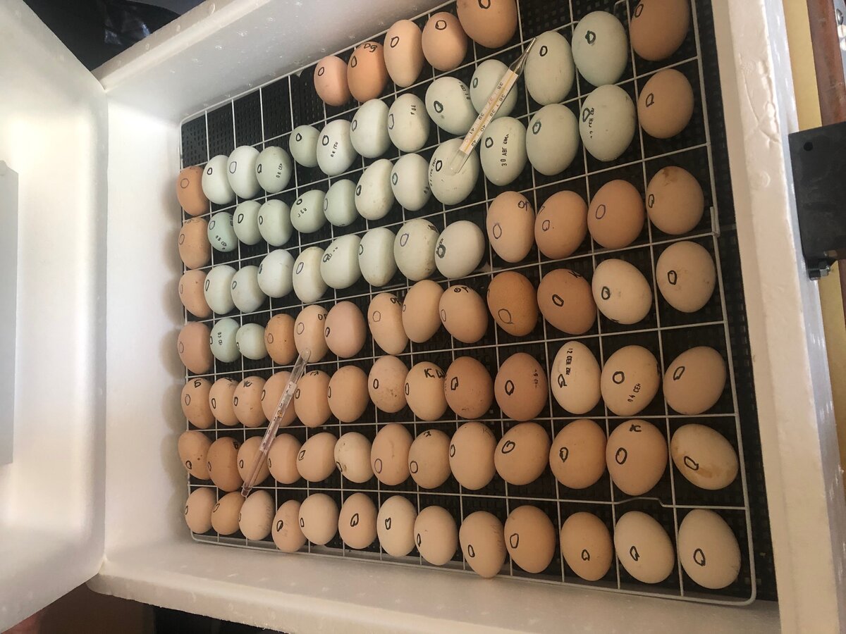 Наш инкубатор