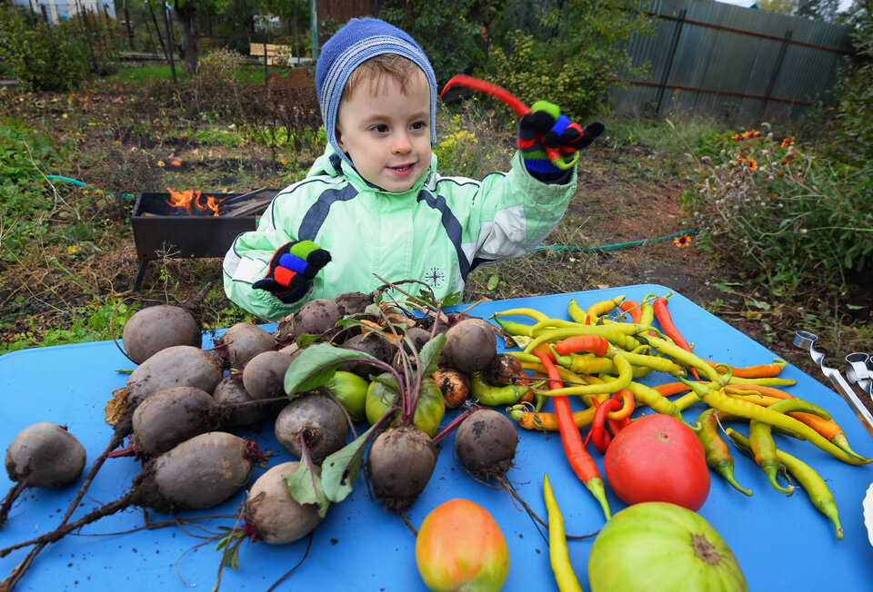 О хорошем урожае нужно позаботиться заранее. Фото: Олег РУКАВИЦЫН
