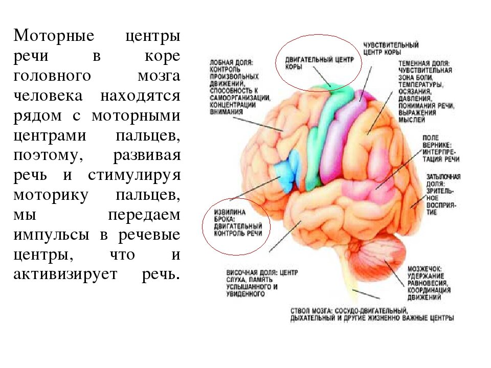 Центры мозговой коры. Центры моторики движения в коре головного мозга. Зона мозга отвечающая за речь. Зоны мозга отвечающие за мелкую моторику. Речевой центр в головном мозге.