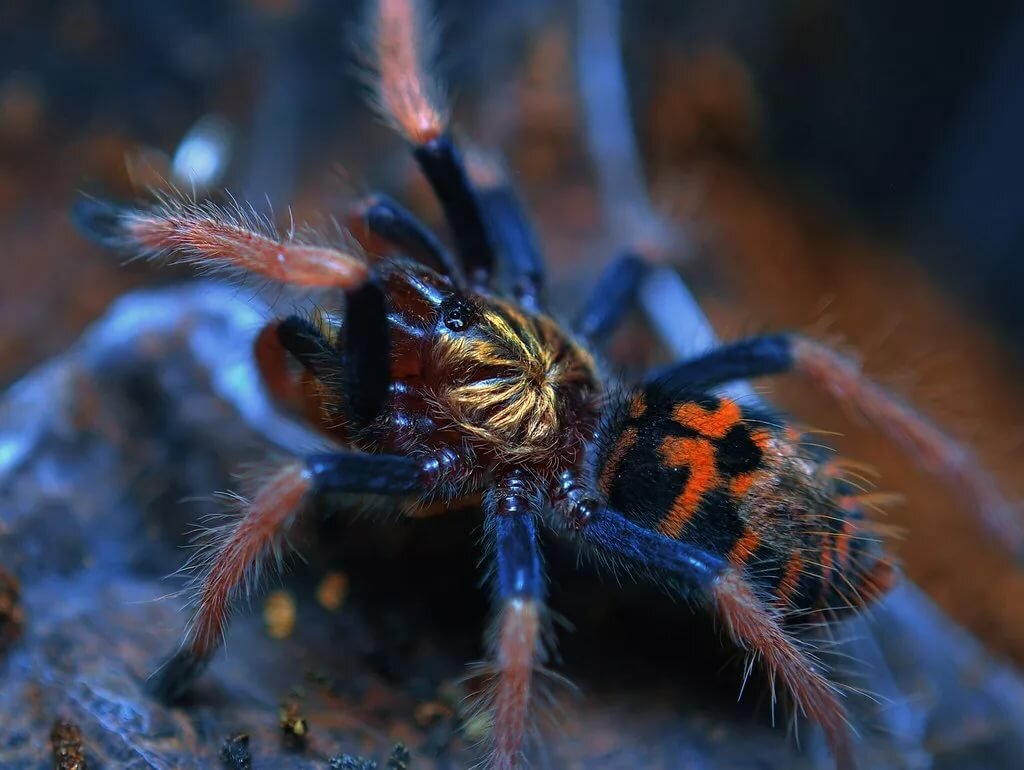 Красивые виды пауков. Паук Chromatopelma cyaneopubescens. Красноколенный паук-птицеед. Паук птицеед хроматопельма. Хроматопельма Цианеопубесценс.