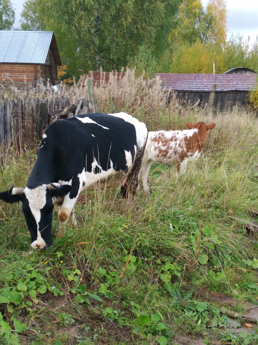 И все встречные коровы смотрят мне вслед