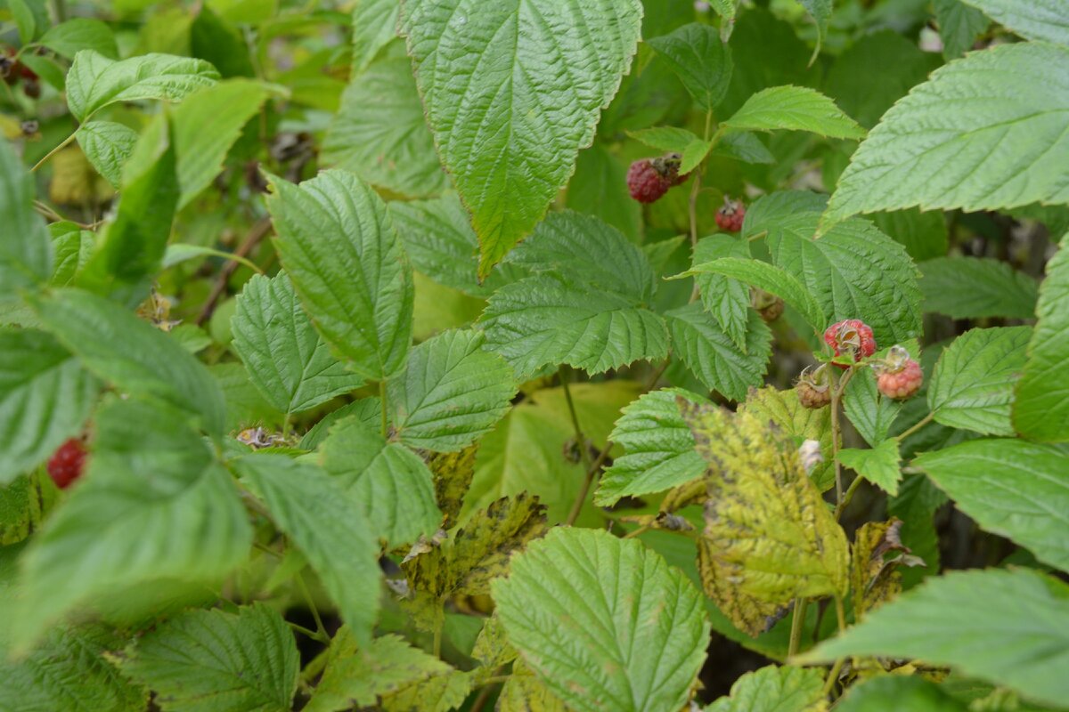 Думаю все в детстве использовали листья в качестве денег. Недавно видел, как дети продолжают эту славную традицию) П.С. Все фото, использующиеся на этом канале - из личного архива. 