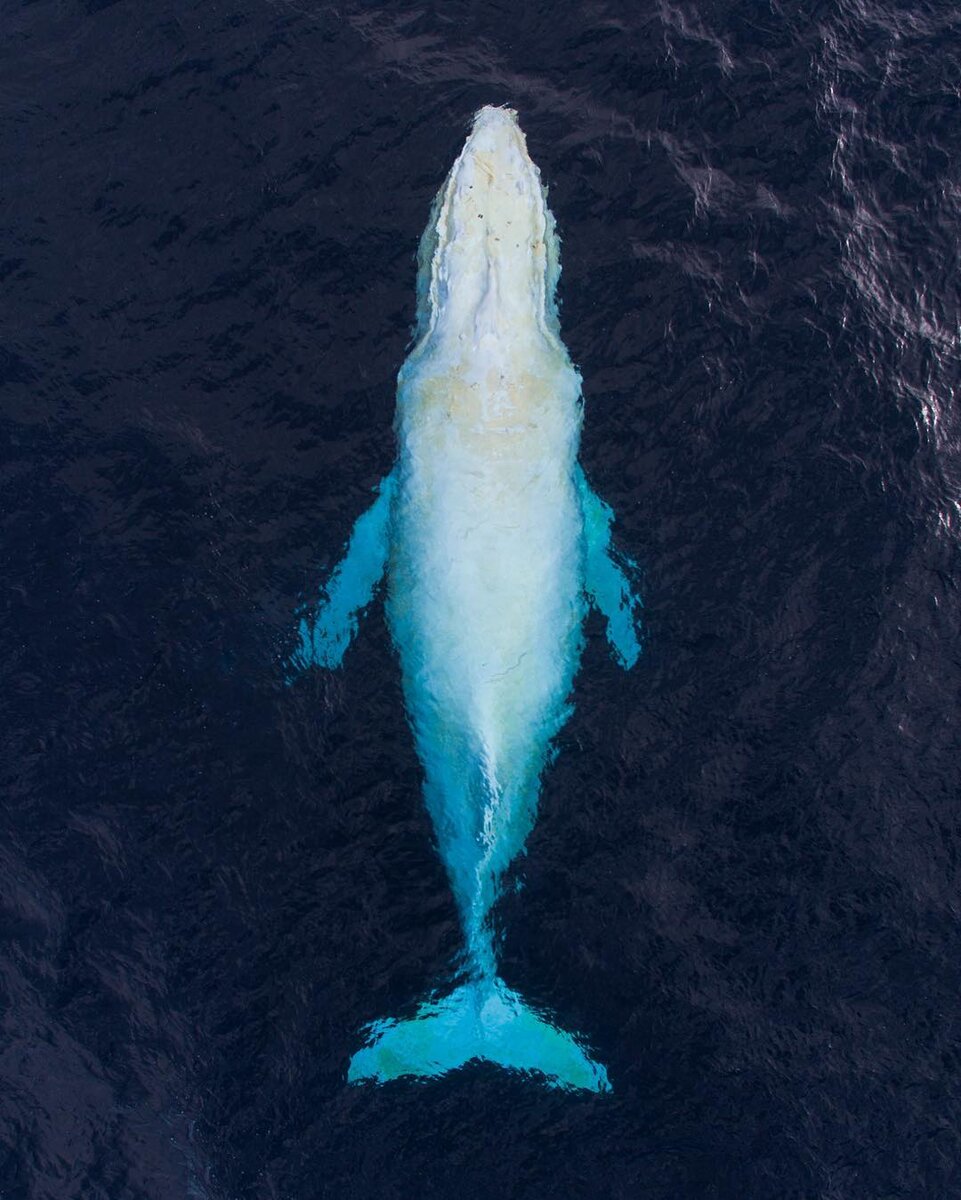 Легендарный кит
