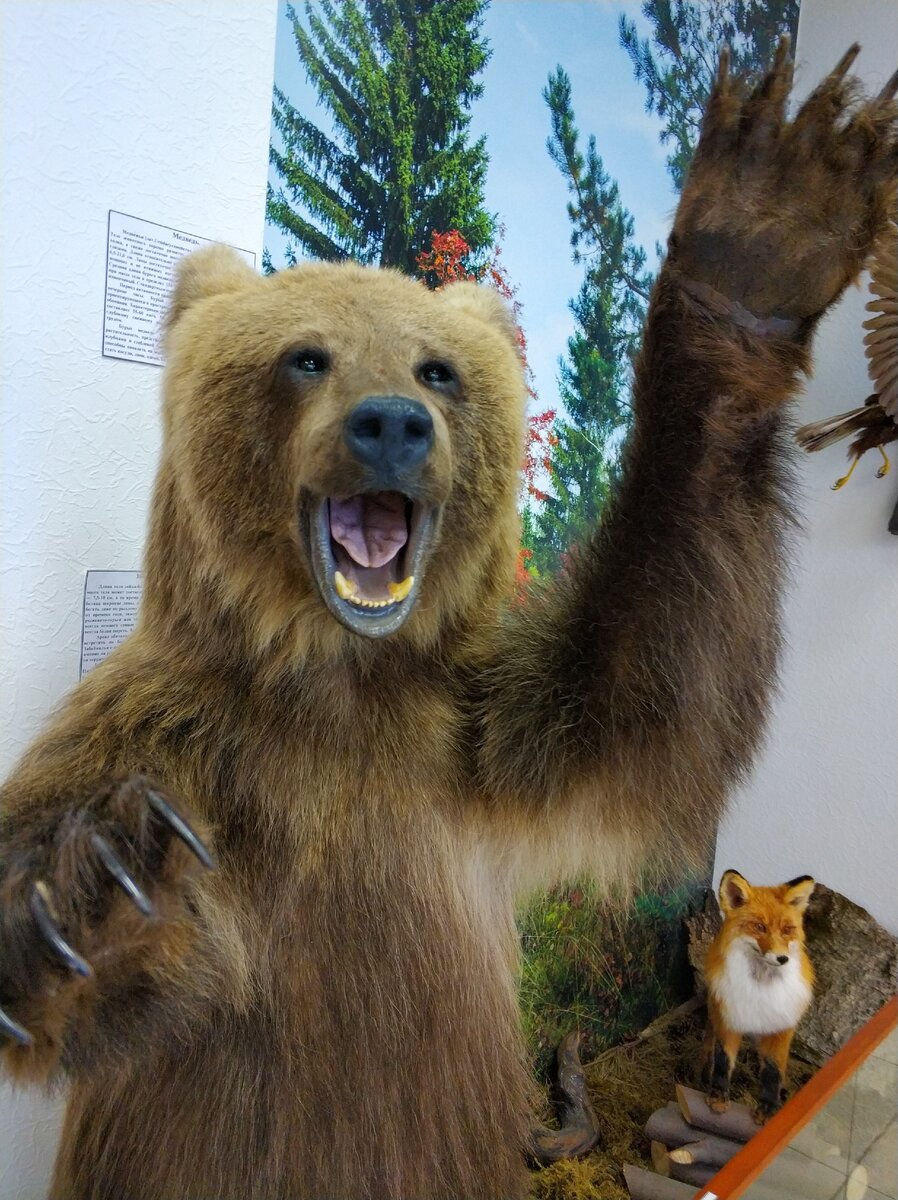 Будьте осторожнее в лесу! 