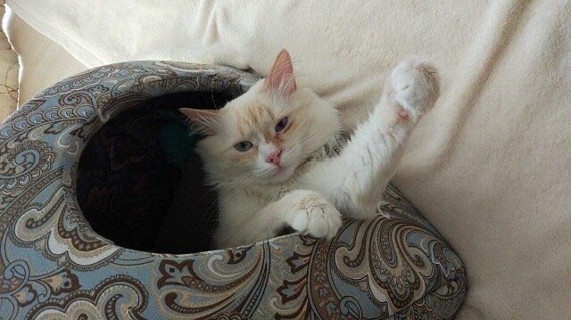 Он сказал поехали и махнул рукой😹!