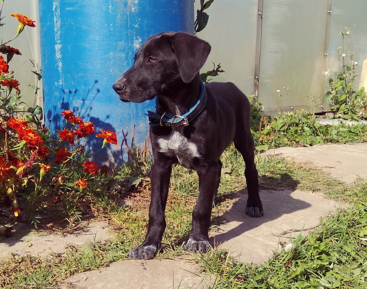 красавец найденыш