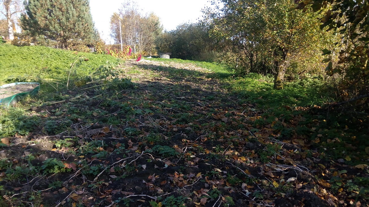 Картофельная гряда