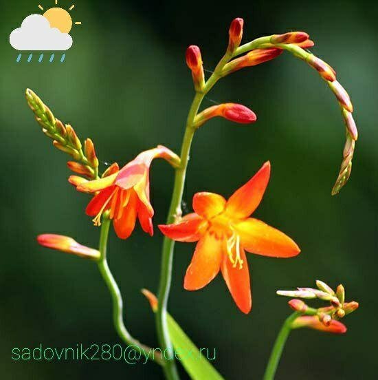 Фото -коллаж автора Алесад Крокосмия, или монтбреция — это два разных названия одного и того же растения. 