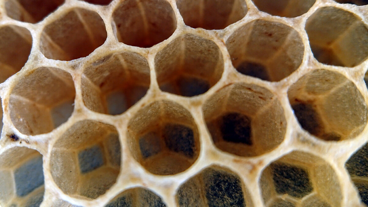 Мед под микроскопом фото реальное фото