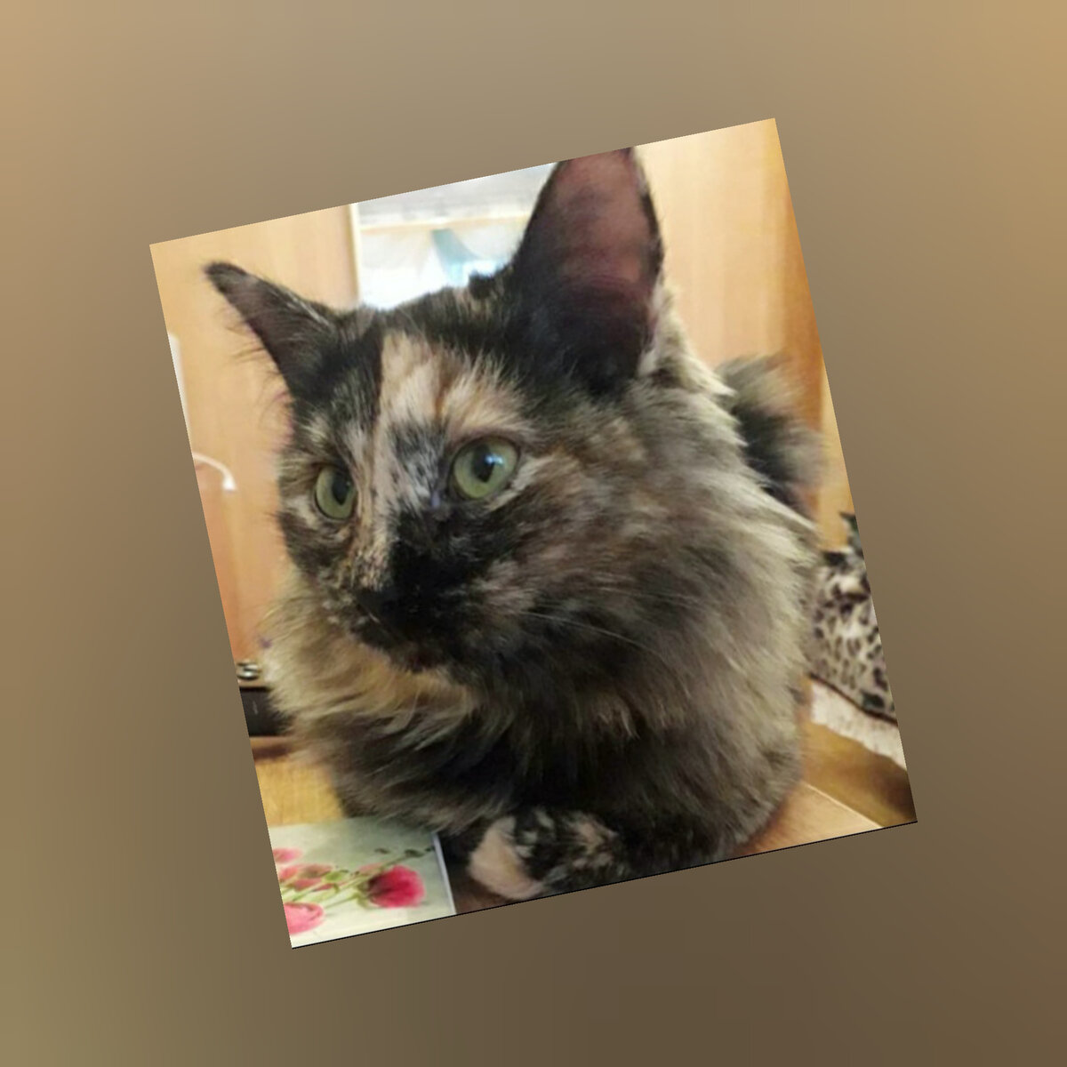 Найденыш был похож на эту кошечку. На фото одна из дочек нашей Матильды.