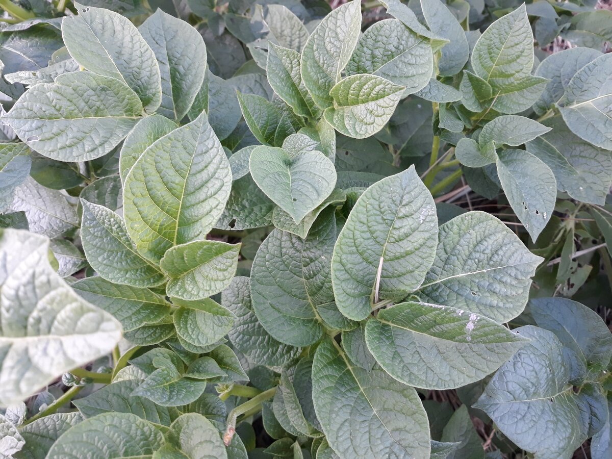 А это сочная ботва в июле-августе